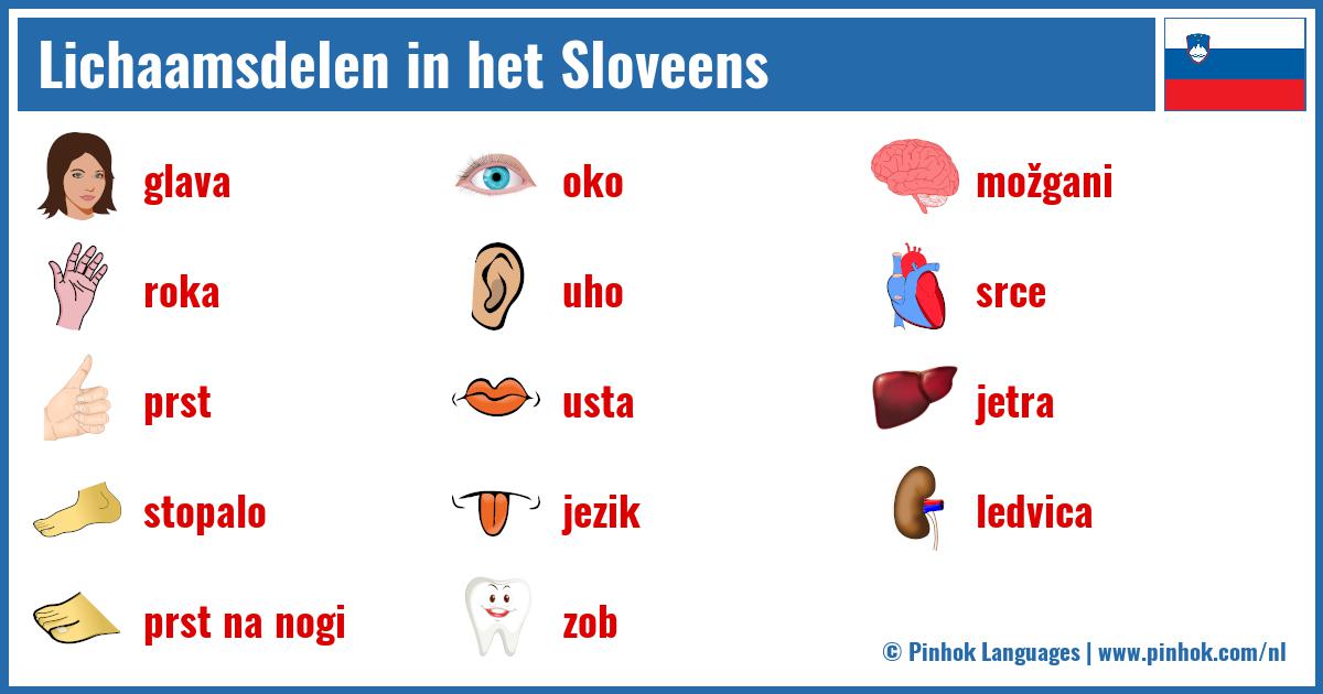 Lichaamsdelen in het Sloveens